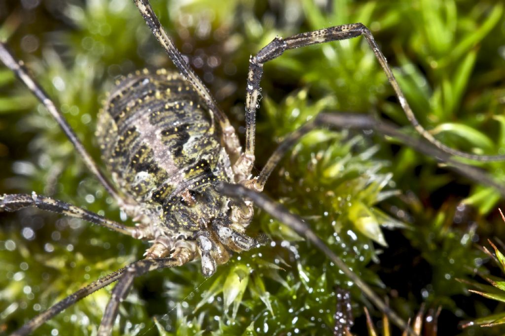 Lacinius dentiger  (Phalangiidae)